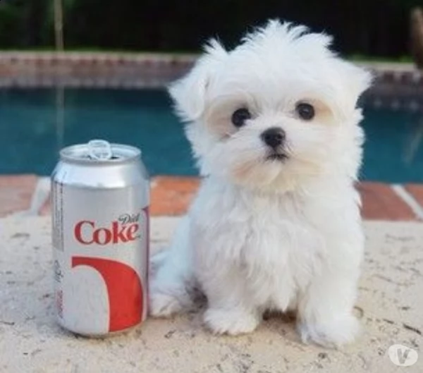 cuccioli di maltese  | Foto 0