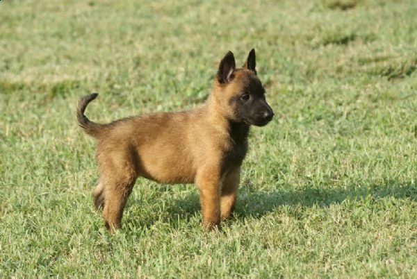 cuccioli di pastore belga malinois malin