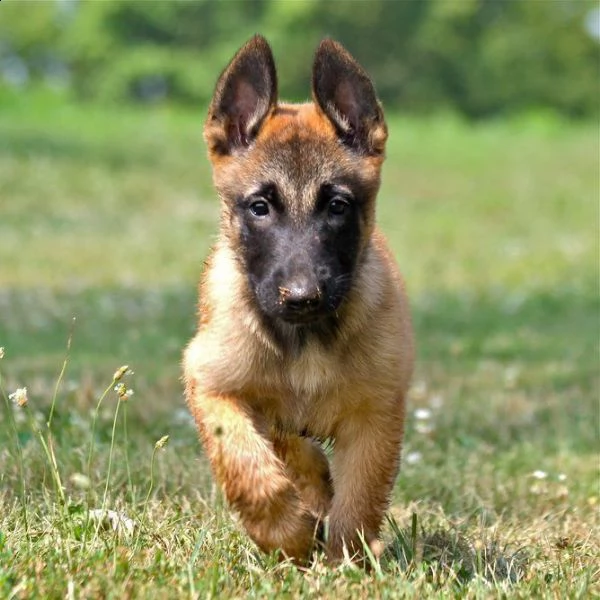 cuccioli di pastore belga malinois malin | Foto 2