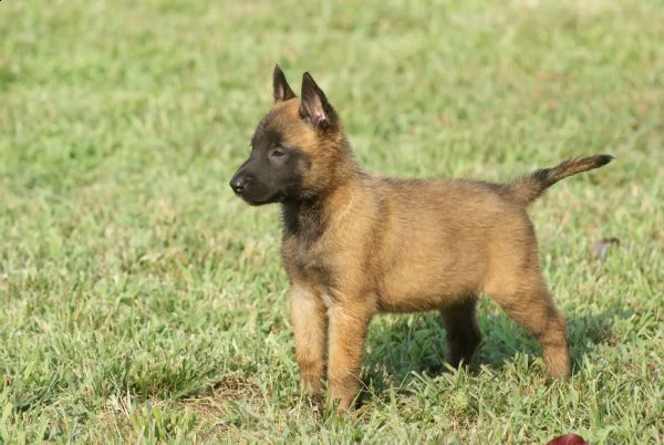 cuccioli di pastore belga malinois malin | Foto 1