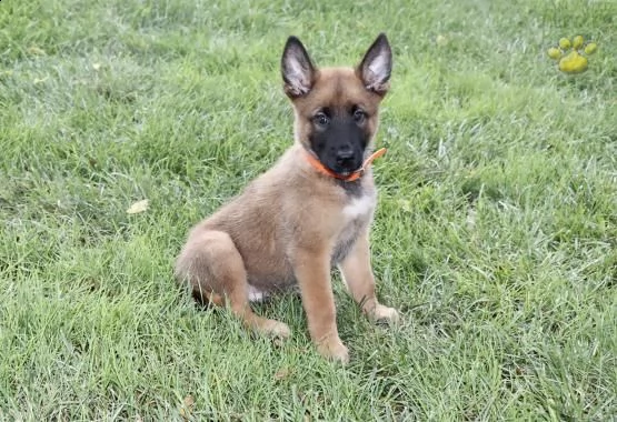 cuccioli di pastore belga malinois malin | Foto 0