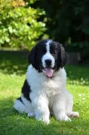 landseer cuccioli | Foto 1