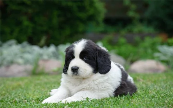 landseer cuccioli | Foto 0