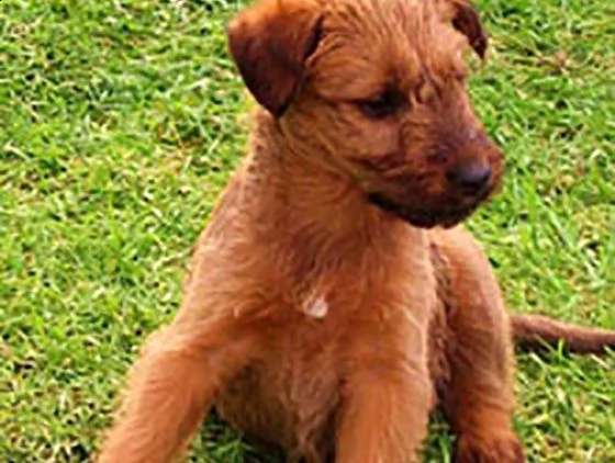 disponibili per amatori splendidi cuccioli di irish terrier 
