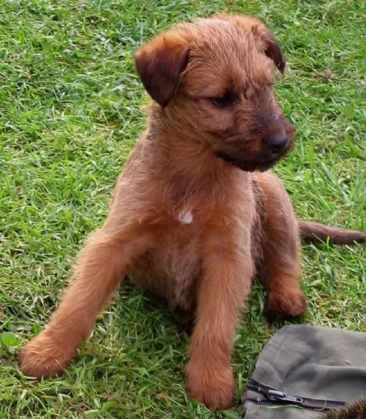 disponibili per amatori splendidi cuccioli di irish terrier  | Foto 2