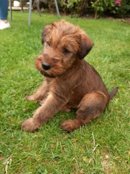 disponibili per amatori splendidi cuccioli di irish terrier  | Foto 1