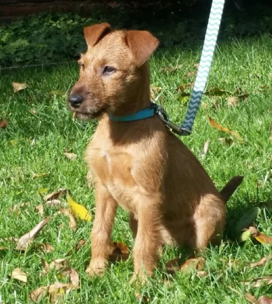 disponibili per amatori splendidi cuccioli di irish terrier  | Foto 0