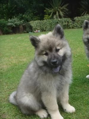 eurasier cuccioli | Foto 2