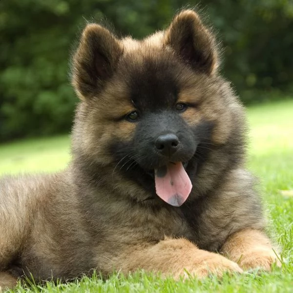 eurasier cuccioli | Foto 1