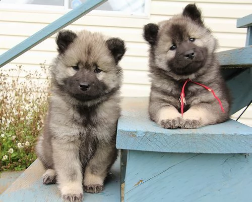 eurasier cuccioli