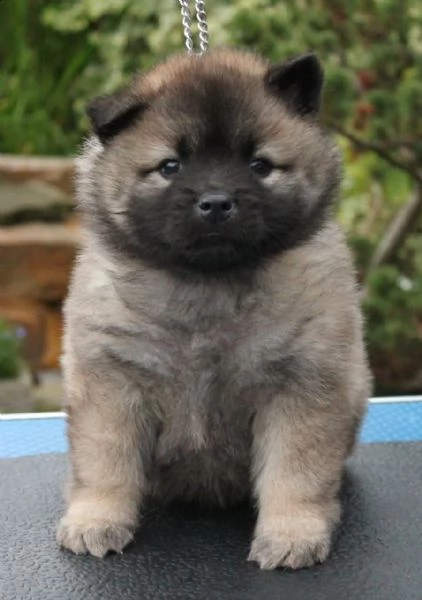 eurasier cuccioli | Foto 0