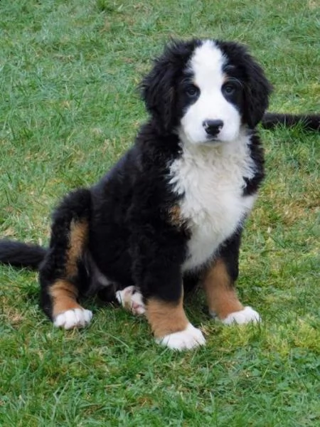 cuccioli bovaro del bernese