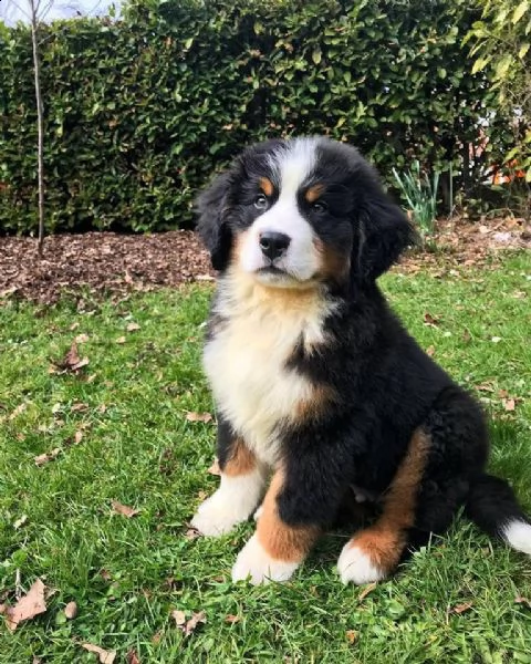 cuccioli bovaro del bernese | Foto 2