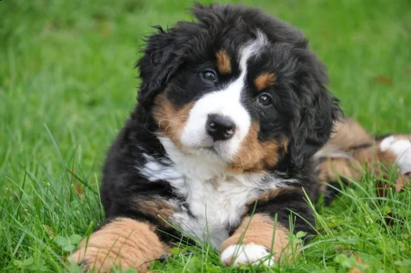 cuccioli bovaro del bernese | Foto 1