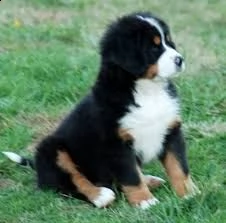 cuccioli bovaro del bernese | Foto 0