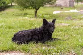 splendidi cuccioli di pastore croato | Foto 0