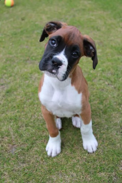 cuccioli di boxer di alta genealogia 