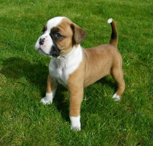 cuccioli di boxer di alta genealogia  | Foto 2