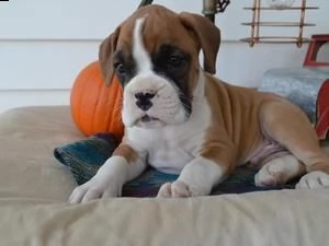 cuccioli di boxer di alta genealogia  | Foto 1