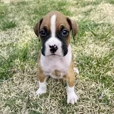 cuccioli di boxer di alta genealogia  | Foto 0