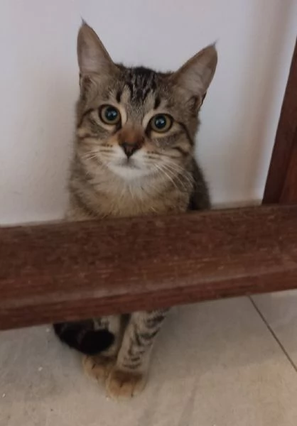 Gattina tigrata paurosa  | Foto 3