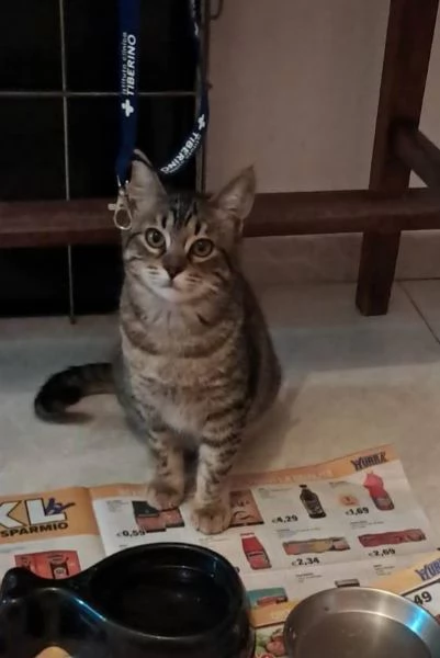 Gattina tigrata paurosa 