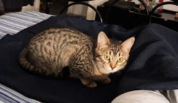 Gattina tigrata  | Foto 2