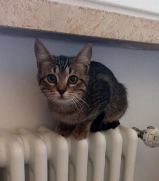 Gattina tigrata  | Foto 1