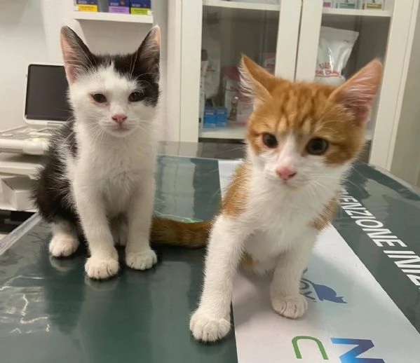 Mamma e gattini