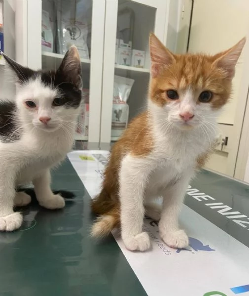 Mamma e gattini | Foto 1