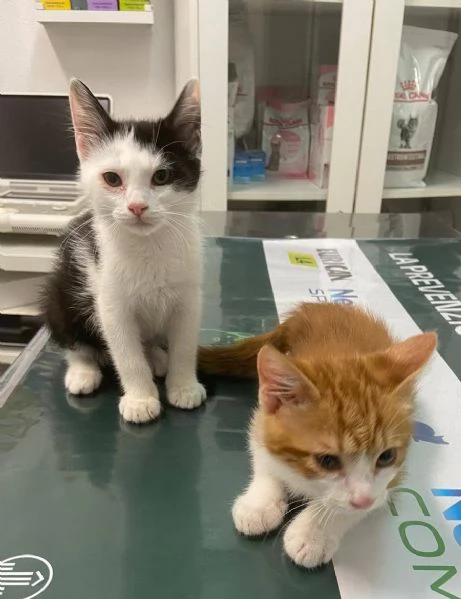 Mamma e gattini | Foto 0