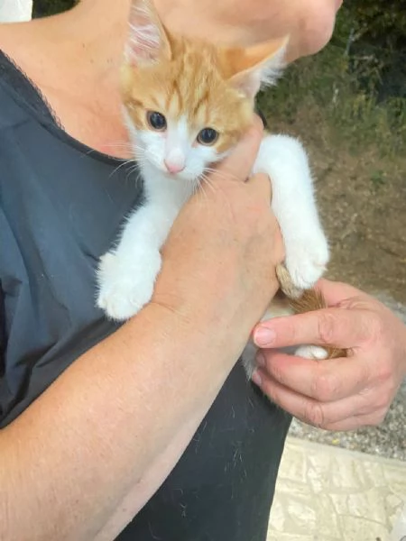 Gattino tripode e sorellina dolcissima | Foto 6