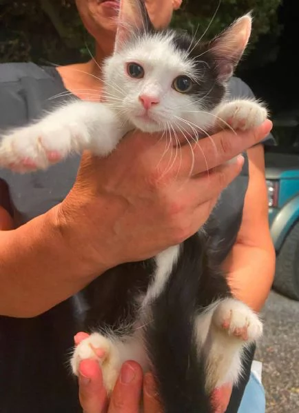 Gattino tripode e sorellina dolcissima | Foto 5