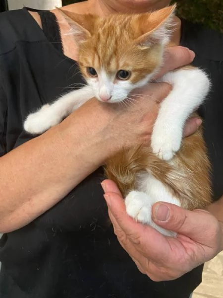 Gattino tripode e sorellina dolcissima | Foto 4