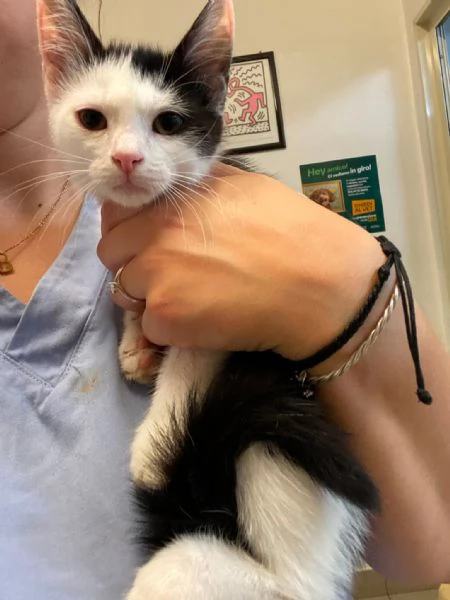 Gattino tripode e sorellina dolcissima | Foto 3