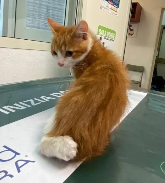 Gattino tripode e sorellina dolcissima | Foto 2