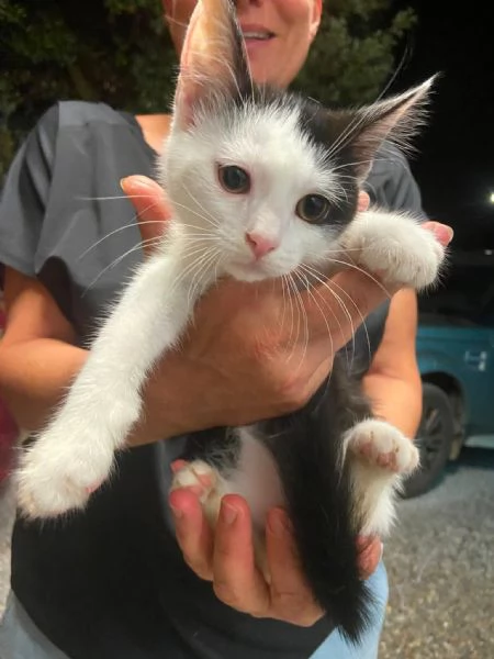 Gattino tripode e sorellina dolcissima | Foto 1