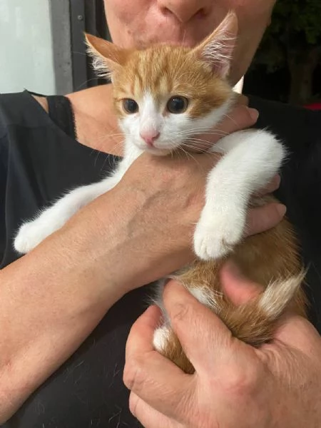 Gattino tripode e sorellina dolcissima