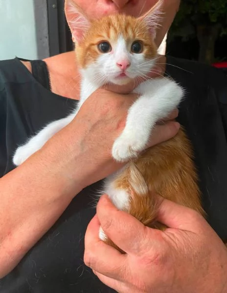 Gattino tripode e sorellina dolcissima | Foto 0