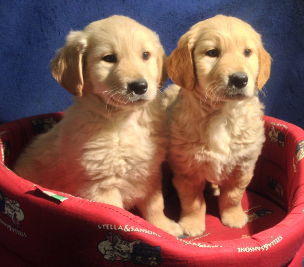 Vendita Cucciolo Golden Retriever Da Privato A Milano Golden Retriever