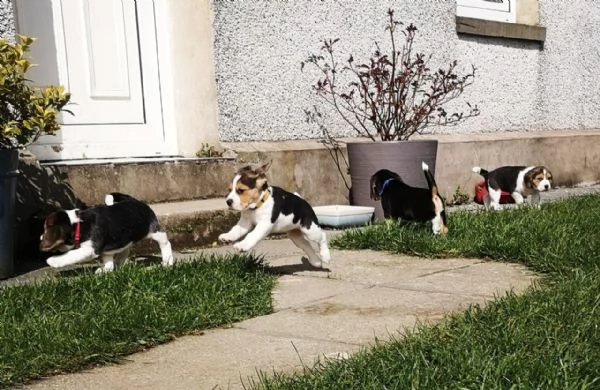 cuccioli di beagle | Foto 2