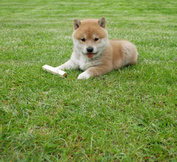 vendita cuccioli shiba inu