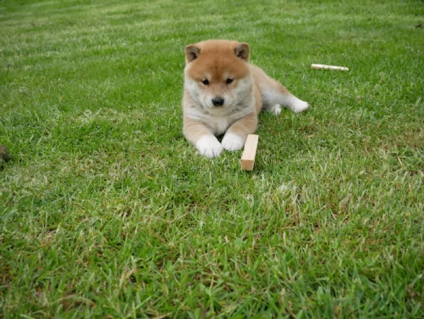 vendita cuccioli shiba inu | Foto 1