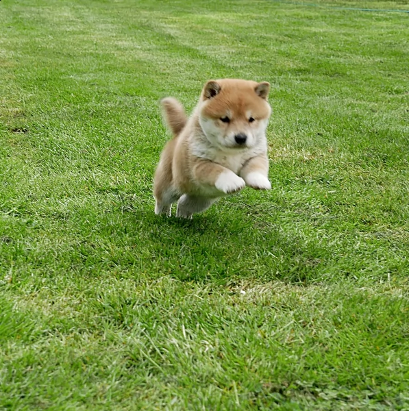 vendita cuccioli shiba inu | Foto 0