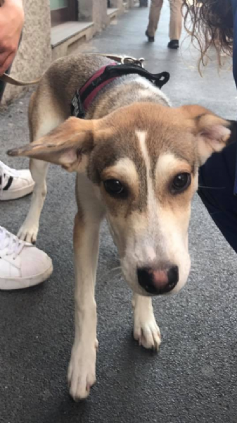 Offro In Regalo Cucciolo Husky Da Associazione Animali A Milano