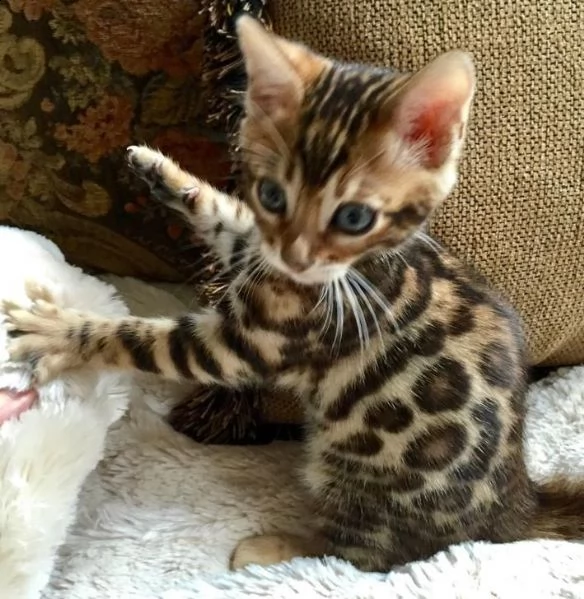 bengala gattini cuccioli genealogia top | Foto 0