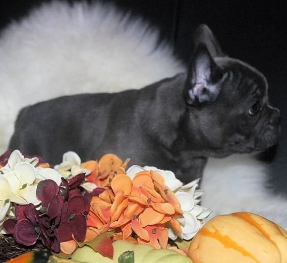 cuccioli bulldog francese  pedigree enci | Foto 2