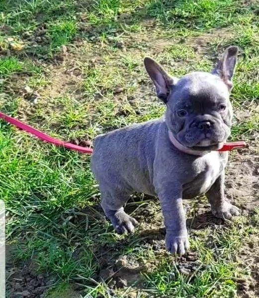cuccioli bulldog francese  pedigree enci | Foto 1