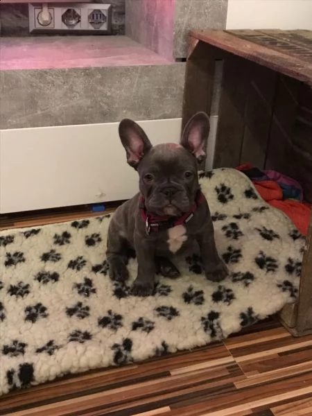 cuccioli bulldog francese  pedigree enci | Foto 0