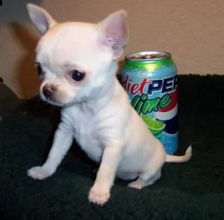 spettacolari cuccioli di chihuahua con pedigree | Foto 0